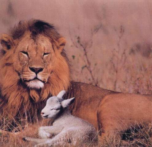 LOIN 2