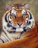 TIGERS