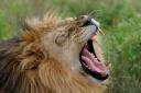 LOIN6