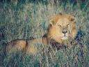 LOIN12