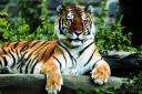 TIGER2