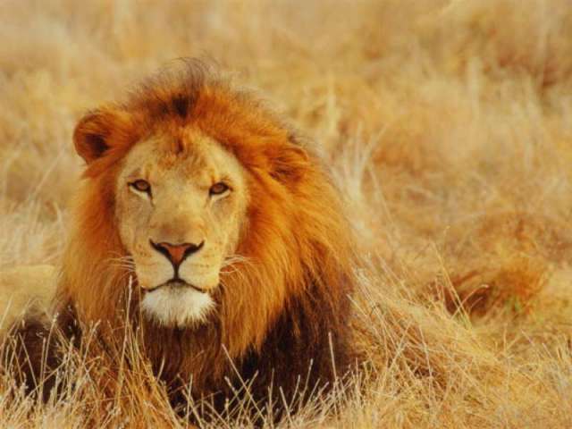 LOIN