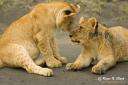 CUB2