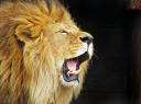 LOIN3
