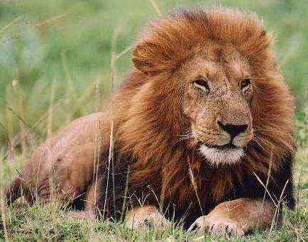 LOIN