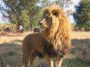 LOIN13