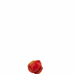 Ani