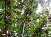 Beauty of Nature 12
