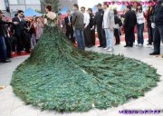 Wow dress