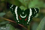 Pakistani btrfly