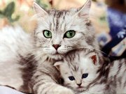 Cute cats