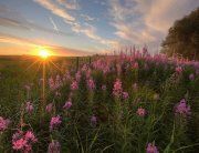 Beauty of Nature 1