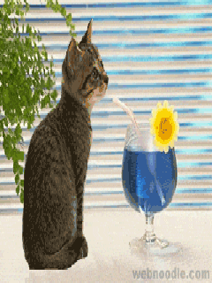 Funny cat.gif