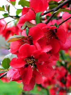 Flower on