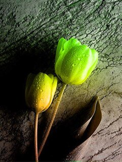 Green yel