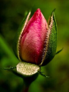 Pink rose