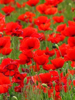 Crimson