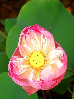 Dewy rose