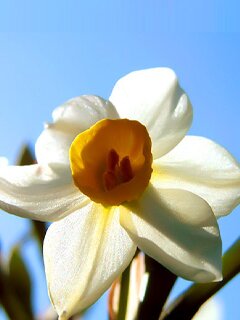 Daffodil