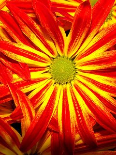 Daisy