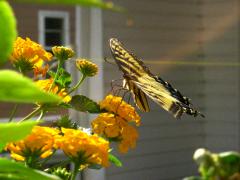 Butterfly