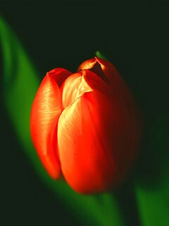 Lonely tulip