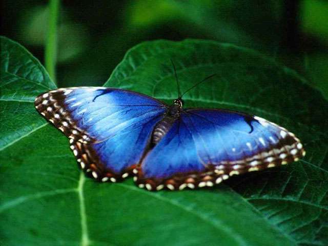 b-fly