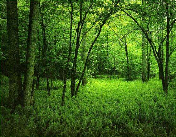 nature