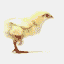 Chiken
