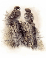 Nice birds