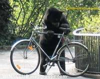 bear