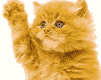 Cute Cat