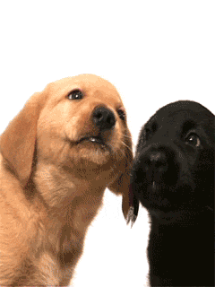 Labradors - Screen L