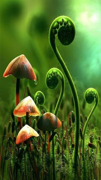nature