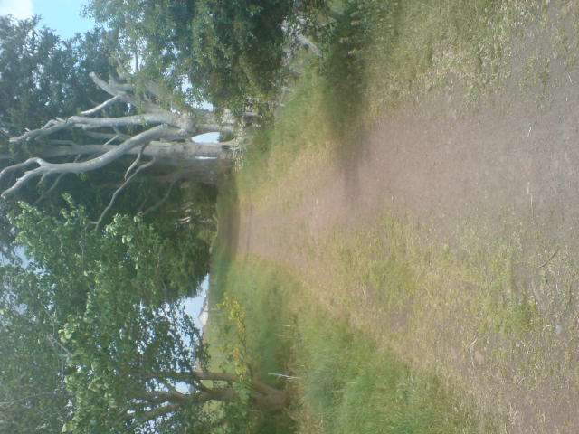 The Beech