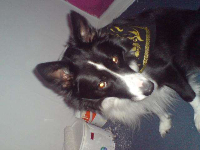 Dog with 