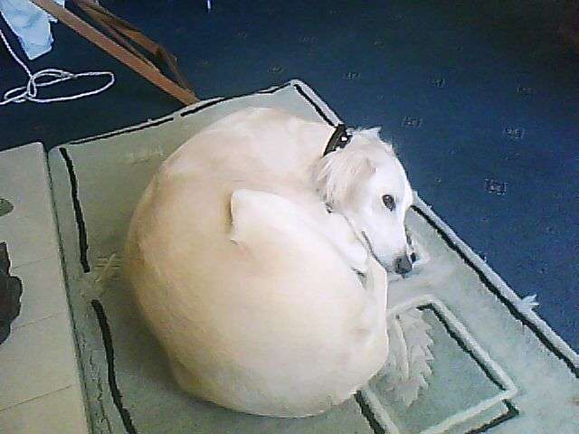 My dog Ba