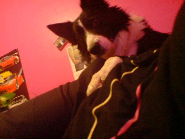Ma dog wi