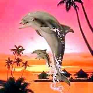 Dolphin: 