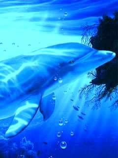 Dolphins: