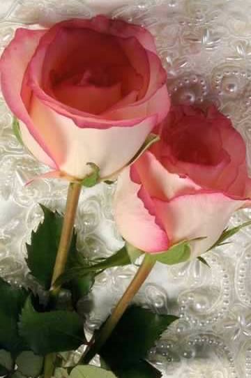 Pink Rose
