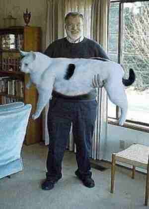 Huge   An