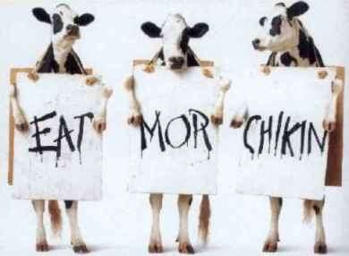 Cow Prote
