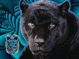 PANTHERS 