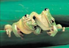 Frog Pals