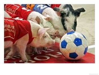 Piggy Spo
