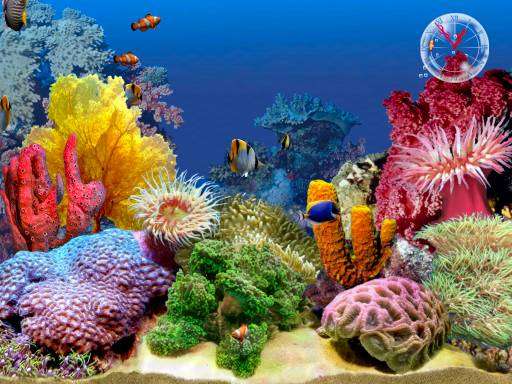 ocean view