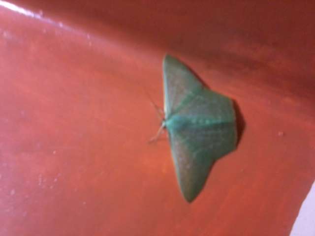 green b*tterfly at ma place