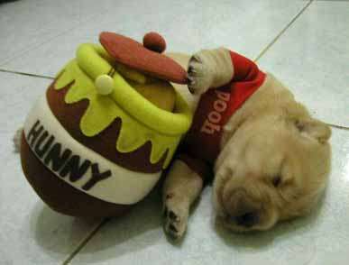 Pooh Pupp