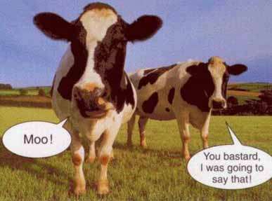 Cow Argum